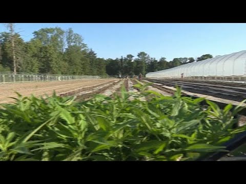 Cannabis zum Freizeitkonsum in Apotheken in Basel