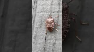 IPM Shorts: Stink Bugs. They will find a way in.