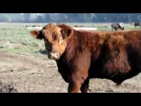 Toros Aberdeen Angus Negros y Colorados