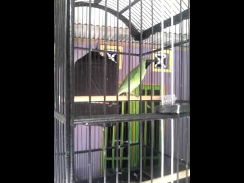 Suara burung cucak ijo gacor