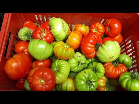 , title : 'Tomate Verônica: Ponto ideal de colheita'