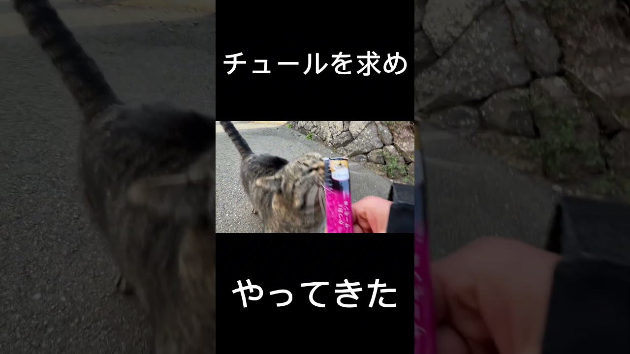 歩いてたら野良猫降臨　#野良猫 #猫 #ネコ