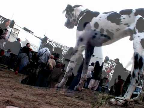 KRMS kermesse underground sound system free party Mrs