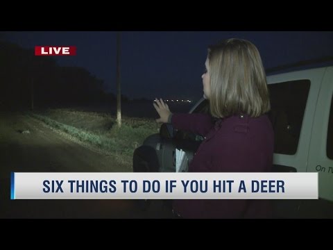 Six things to do if you hit a deer