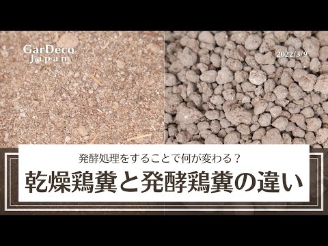鶏糞はトマトに適していますか? 天然肥料としての乾燥肥料マルチングビデオ