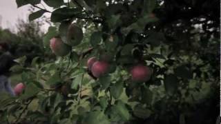 P.J. Pacifico - &quot;Lakeshore Drive&quot;