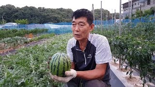 수박(watermelon)을 젖순도 안자르고 그대로만 심어보았습니다.결과는 어떨까요?(수박 잘 익은것 고르는…