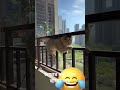 Funny Funnyvideos Video New Shortvideo Cat Love