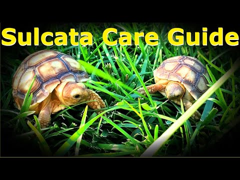 Baby Sulcata Care Guide | Enclosure, Baths, And Diet! |  Sulcata Tortoise Animal Highlight Ep. 1