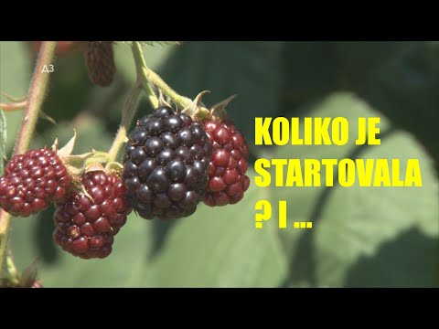 Kupina startovala na 120 dinara ... ali KOJA JE KRAJNJA CENA ? ... da li će im poći za rukom da ...