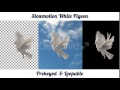 Slowmotion White Pigeon Stock Footage Videohive