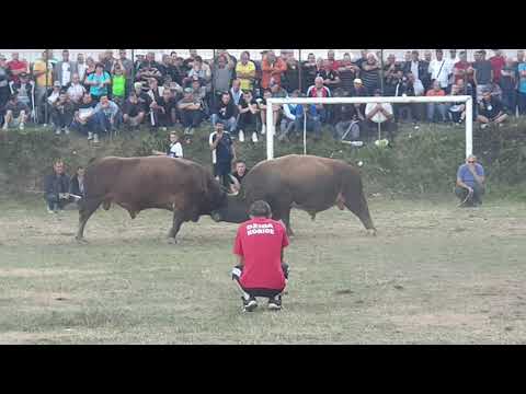 Struja Vl Asim Zukic & Rony Mumin Pejzic. Korida Bakici