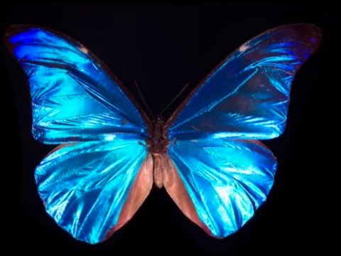 nåde - assignment song