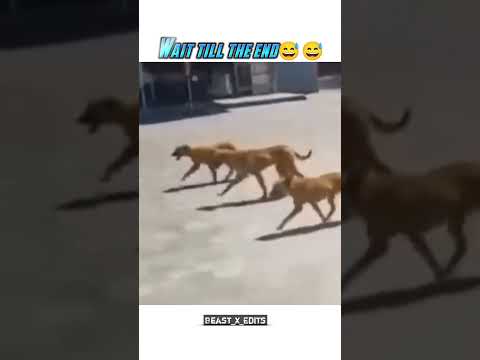 Funny Fails Leopard vs Gang of Dogs🐕‍🦺|  #funnymemes #funnyshorts #funnyvideo #ytshorts #viralshort