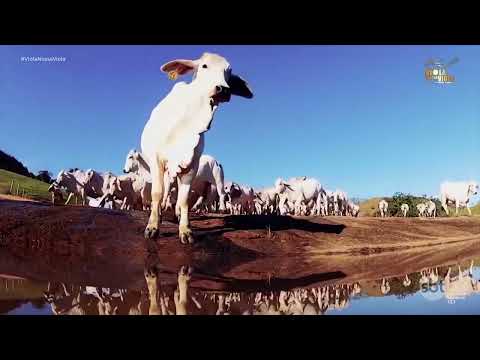 Viola Nossa Viola n°555. Peão Carreiro Filho & Silvano - Poloni - SP (19-07-26)