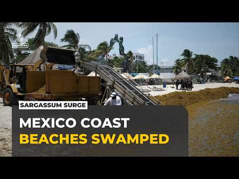 Mexico’s Caribbean Coast Battles Growing Sargassum Invasion