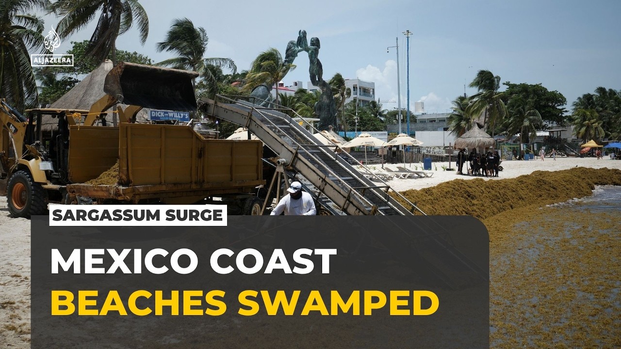 Mexico’s Caribbean Coast Battles Growing Sargassum Invasion