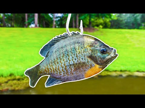 Fishing for 10lb Bass w/ GIANT Livebait!
