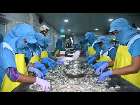 Prawn Factory Tour | Prawn Processing Plant | Prawn Export | Seafood Processing