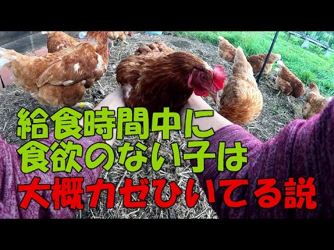 鶏の病気とその症状 - ニューカッスル病