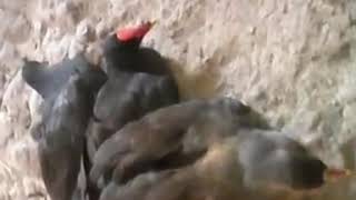 Download lagu Suara emas pancingan burung mandar mp3 Download lagu Suara emas pancingan burung mandar mp3