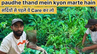 ठंड में पौधे न मुरझाएँ ❄️ | 12 Mahine Plants की देखभाल का असली तरीका”