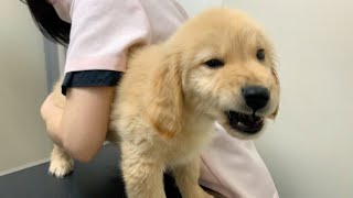 【Trials before the walk debut】Golden retriever puppy challenging the second vaccine