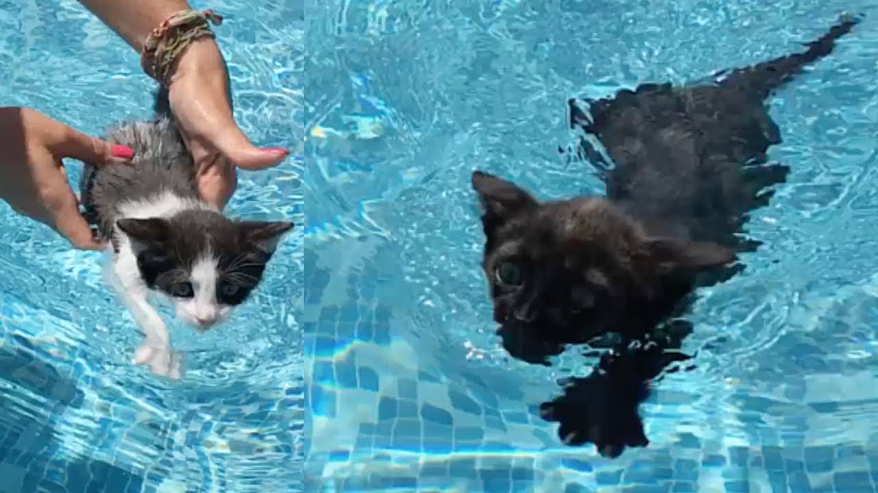24 horas en la piscina con mis gatitos bebés Luna y Estrella / Funny cats
