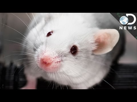 Why Do We Still Test Cosmetics on Animals?