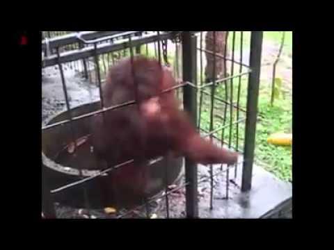 Funny Monkey Eating Bananas