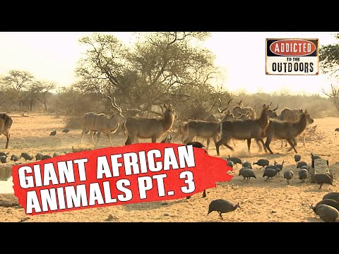 Hunting GIANT Animals in Africa Pt. 3