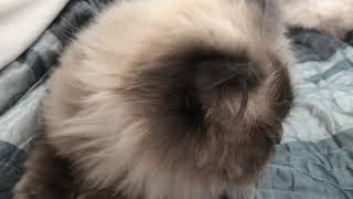 blue point doll face himalayan cat