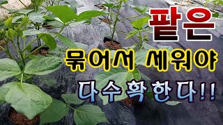 [텃밭농부.698]  팥은 묶어서 세워 줘야 다수확한다. #팥재배방법