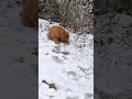 Ñarvey S First Snowfall ️ Funnydogs Shorts Puppy Narvey
