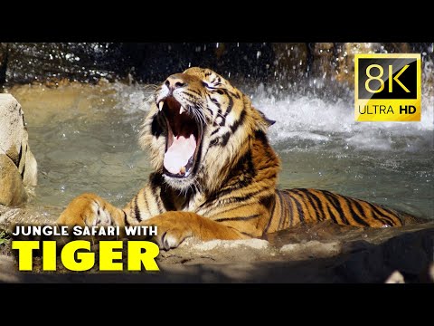 Tigers In The Jungle: An 8k Safari Video 8k Video. #4k #8k