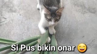 Download lagu Pagi hari si Pus dah ngajak bermain 😁 mp3