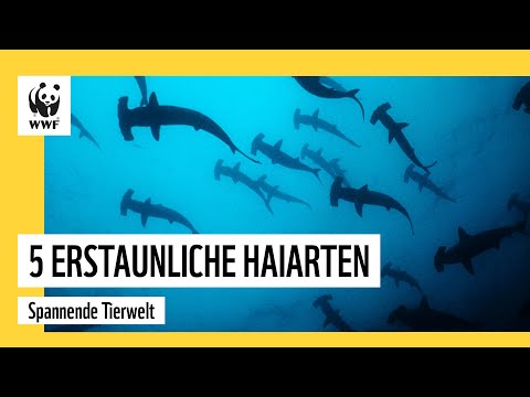 5 Erstaunliche Haiarten