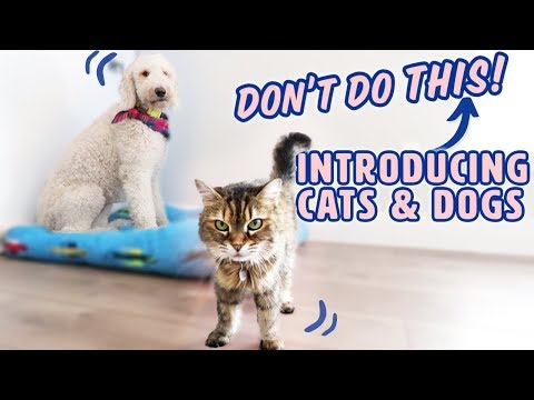 YouTube video about: How can dogs be tormentors to cats?