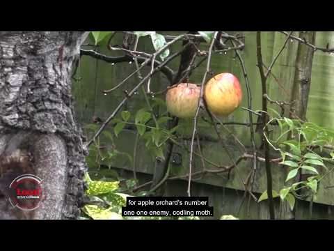 Millions of pink moths coming to backyards | Local Focus