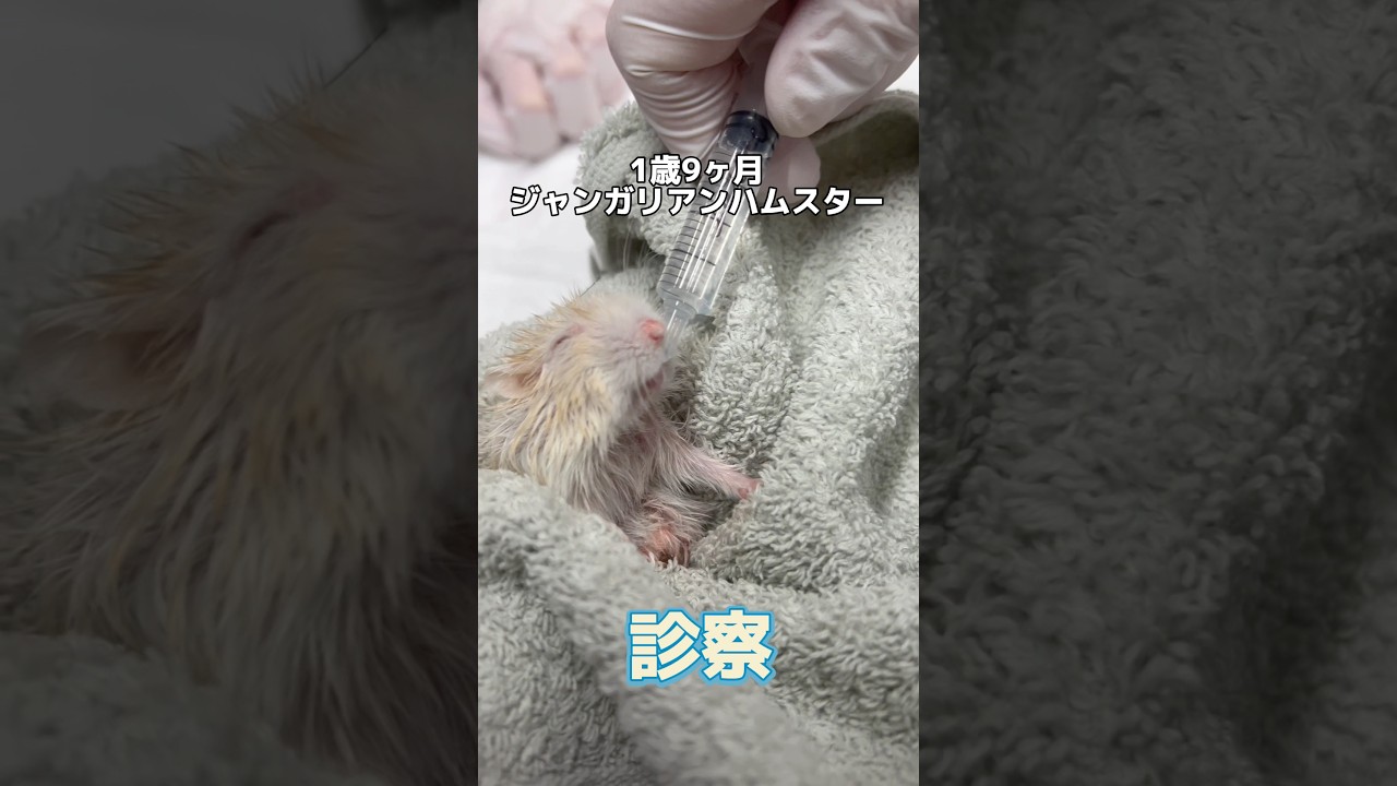 お尻から腸が出てる1歳9ヶ月のジャンガリアンハムスターが動物病院にやって来た！