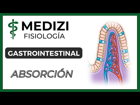 Clase 54 Fisiología Gastrointestinal - Absorción en el tubo digestivo (IG:@doctor.paiva)