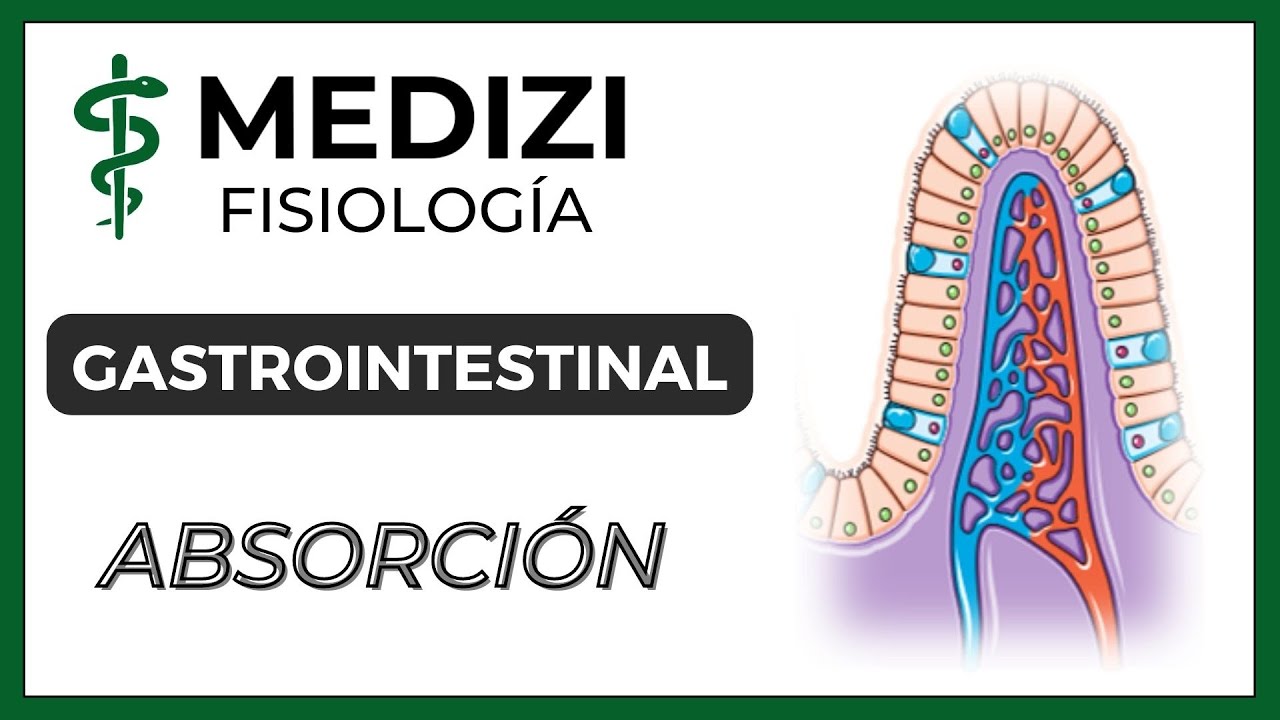 Clase 54 Fisiología Gastrointestinal - Absorción en el tubo digestivo (IG:@doctor.paiva)
