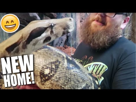 HUGE BOA GETS BIG CAGE AT MY REPTILE ZOO!!! | BRIAN BARCZYK