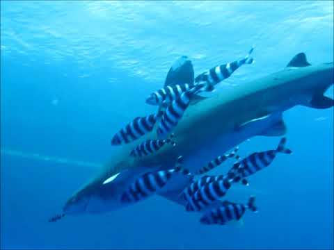 Oceanic Whitetip Shark, Egypt, Red Sea, Brother Islands, Big Brother.