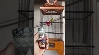 Download lagu pleci isian mewah idola para juri mp3