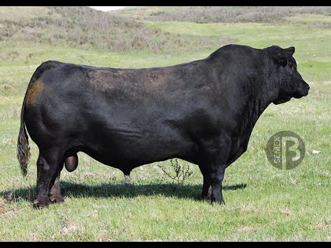 CHARLO - ANGUS NEGRO - SEMEX ARGENTINA