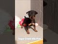 Miniature Pinscher dogs for sale: Blaze - Video 1