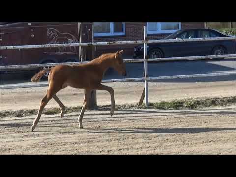 Bewegungsstarkes Stutfohlen von Vivaldos