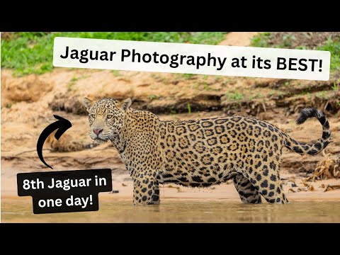 Photographing Jaguars, Giant Otters and so much more in Brazil's beautiful Pantanal, Part 2