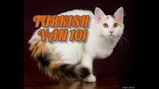 Turkish Van 101 | Everything You Need To Know